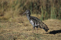 Wattled ibis (Bostrychia carunculata) standing on dry grassland, Ethiopia, East Africa.