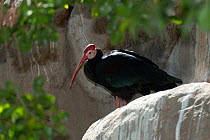 Bald ibis (Geronticus calvus) standing on a rock. August. Captive bird.