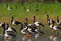 Flock of Magpie geese (Anseranas semipalmata) in grass and at water's edge, Lotus Bird Lodge, Musgrave, Queensland, Australia.
