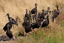 Flock of Puna ibis (Plegadis ridgwayi) foraging in long grass, Cusco, Peru.