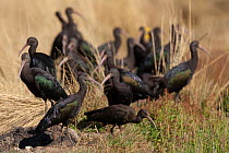 Flock of Puna ibis (Plegadis ridgwayi) foraging in long grass, Cusco, Peru.