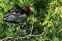 Puna ibis (Plegadis ridgwayi) standing on a branch, Villars les Dombes Bird Park, France. May. Captive bird, native to South America.