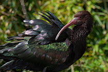 Puna ibis (Plegadis ridgwayi) portrait, captive bird.