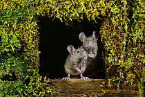 Adult house mice (Mus musculus) posing in mossy square hole. Dorset, UK. March. Captive.