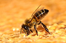 Honeybee (Apis mellifera) extracting honey from hive frame. Dorset, UK. June.