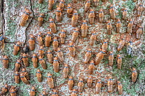 Hundreds of Periodical cicada (Magicicada sp.) nymphs ascending a tree trunk to metmorphose, Princeton, New Jersey, USA. June.