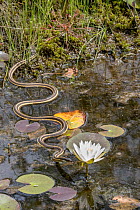 Ribbon snake (Thamnophis saurita) gliding over water surface towards a Fragrant water lily (Nymphaea odorata), Webb's Mill bog, Pinelands National Preserve, New Jersey, USA. August.
