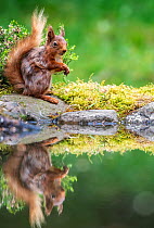Red Squirrel (Sciurus vulgaris) sitting on a rock at the water's edge, near Hawes, North Yorkshire, UK. June, 2021.