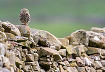 Little owl (Athene noctua) perched on a dry stone wall, near Hawes, North Yorkshire, UK. June, 2021.