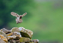 Little owl (Athene noctua) taking flight, near Hawes, North Yorkshire, UK. June, 2021.