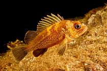 Quillback rockfish (Sebastes maliger), portrait, with characteristic long dorsal spines.This species lives to be nearly 100  years old, British Columbia, Canada, Pacific Ocean.