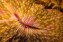 Mouth detail of a colorful and healthy Mushroom coral (Fungia fungites) growing on a tropical coral reef, Philippines, Pacific Ocean.