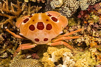 Spotted reef crab / Seven-eleven crab (Carpilius maculatus) crawling over a reef, Philippines, Pacific Ocean.