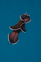 Marine flatworm (Thysanozoon nigropapillosum) swimming mid-ocean, Yap, Federated States of Micronesia, Pacific Ocean.