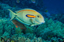 Orangeband surgeonfish (Acanthurus olivaceus) with brightened color to expose any parasites to a nearby Cleaner wrasse in hopes of attracting its attention, Hawaii, Pacific Ocean.