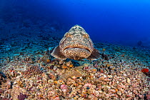 Malabar grouper (Epinephelus malabaricus) swimming reef, Fiji, Pacific Ocean.