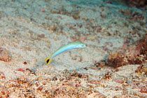 Spot-tail dartfish / Blacktail goby (Ptereleotris heteroptera) swimming over seabed, Fiji, Pacific Ocean.