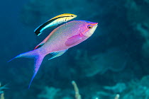 Male Purple queen anthias (Pseudanthias pascalus), showing terminal phase colouration, Yap, Federated States of Micronesia, Pacific Ocean.