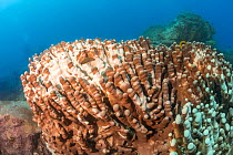 Hard coral colony showing signs of bleaching and the expelling of symbiotic zooxanthellae, consequences of global climate change and increasing sea temperatures, Yap, Federated States of Micronesia, P...