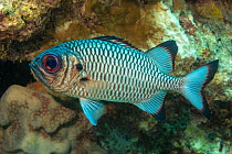 Shadowfin soldierfish (Myripristis adusta) portrait, Yap,  Federated States of Micronesia, Pacific Ocean.