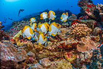 Pyramid butterflyfish (Hemitaurichthys polylepis),  with dorsal fins flared, line up for the attention of an endemic Hawaiian cleaner wrasse (Labroides phthirophagus), Hawaii, Pacific Ocean.
