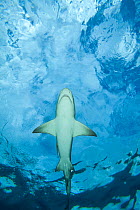 Male Lemon shark (Negaprion brevirostris) gliding just below the surface, Grand Bahama, Caribbean Sea.