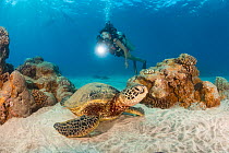 Green sea turtle (Chelonia mydas) resting on seabed being observed by scuba diver, Hawaii, Pacific Ocean. Model released.