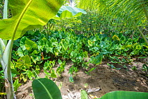 A taro (Colocasia esculenta) field on the island of Yap, Federated States of Micronesia, Pacific Ocean.