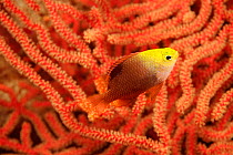 Talbot's damselfish (Chrysiptera talboti) showing dark colouration, swimming over a seafan (Gorgonia sp.), this colour variation is only found in Fiji, Pacific Ocean.