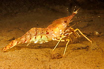 Humpback shrimp / Dock shrimp (Pandalus hypsinotus) on the seabed, British Columbia, Canada, Pacific Ocean.