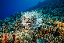 Spotted porcupinefish (Diodon hystrix) swimming over a reef, Hawaii, Pacific Ocean.