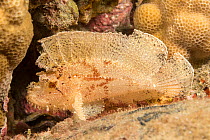 Leaf scorpionfish (Taenianotus triacanthus) camouflaged on a reef, Maui, Hawaii, Pacific Ocean.