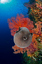 An inflated Guineafowl pufferfish (Arothron meleagris) in front of sea fans (Gorgonia sp.) on a reef wall, Fiji, Pacific Ocean.