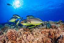 Sleek unicornfish (Naso hexacanthus) gathering at a cleaning station on a reef waiting for the attention of one Hawaiian cleaner wrasse (Labroides phthirophagus), Hawaii, Pacific Ocean.