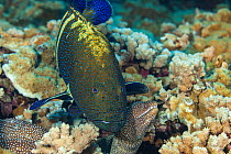 Peacock grouper (Cephalopholis argus) and two Whitemouth moray eels (Gymnothorax meleagris) collaborative hunting, Hawaii, Pacific Ocean.