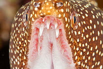 Close up of the mouth of Whitemouth moray eel (Gymnothorax meleagris), showing the needle sharp teeth in the upper jaw used for holding prey, Hawaii, Pacific Ocean.