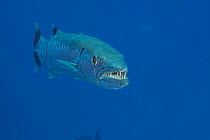 Great barracuda (Sphyraena barracuda) swimming in open ocean, an unusual sighting in Hawaii, Hawaii, Pacific Ocean.