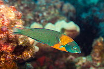 Saddle wrasse (Thalassoma duperrey) swimming on coral reef, Hawaii, Pacific Ocean.
