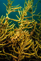 Leafy sea dragon (Phycodurus eques) camouflaged against the plant life under a wharf, Spencer Gulf, South Australia, Indian Ocean.