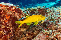 Goldsaddle goatfish (Parupeneus cyclostomus) with two Bluestreak cleaner wrasse (Labroides dimidiatus) swimming alongside, Yap, Federated States of Micronesia, Pacific Ocean.