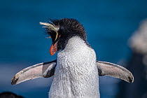 Rockhopper penguin (Eudyptes chrysocome) portrait, Bleaker Island, Falkland Islands.