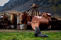Antarctic fur seal (Arctocephalus gazella) in front of rusty machinery that was once used to process whales and seals at abandoned whaling station in Grytviken, South Georgia Island.