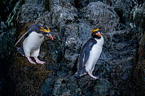 Two Macaroni penguins (Eudyptes chrysolophus) perched on rocky cliff, Hercules Bay, South Georgia Island.