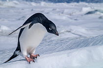 Adelie penguin (Pygoscelis adeliae) perched on the edge of the sea ice, Weddell Sea, Antarctica.