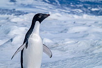 Adelie penguin (Pygoscelis adeliae) on sea ice, Weddell Sea, Antarctica.
