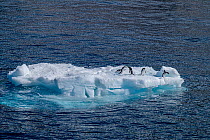 Adelie penguins (Pygoscelis adeliae) diving off an iceberg into the sea, Brown Bluff. Antarctica, Southern Ocean.