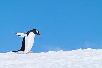 Gentoo penguin (Pygoscelis papua) walking across snow against a bright blue sky, Neko Harbour, Antarctica.
