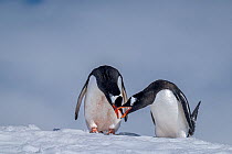 Pair of Gentoo penguins (Pygoscelis papua) bonding, Neko Harbour, Antarctica.