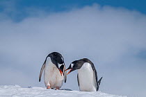 Pair of Gentoo penguins (Pygoscelis papua) bonding, Neko Harbour, Antarctica.
