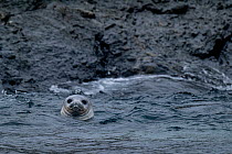 Weddell seal (Leptonychotes weddellii) with its head out of the water, Coronation Island, South Orkneys, Antarctica, Southern Ocean.